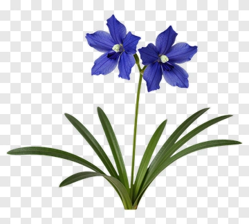 Purple Flower With Green Leaves PNG