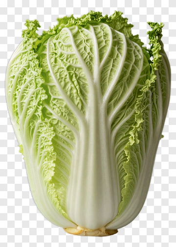 Napa Cabbage PNG