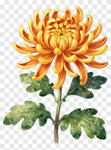 Colorful Chrysanthemum Flower PNG