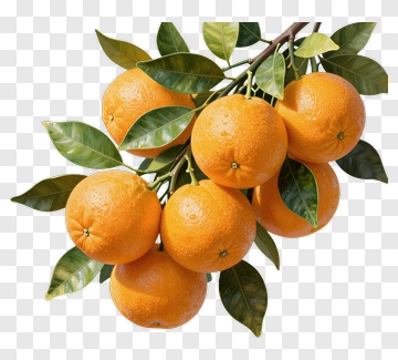 Fresh Oranges On A Branch PNG