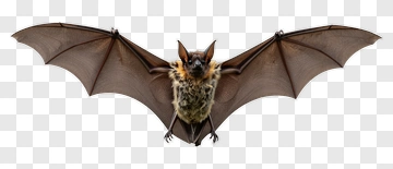 Bat With Outstretched Wings PNG
