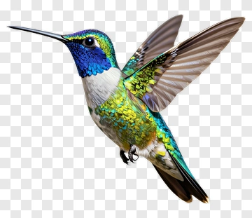 Colorful Hummingbird In Flight PNG
