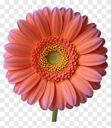 Pink Gerbera Daisy Flower PNG