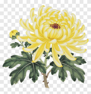 Yellow Chrysanthemum Flower PNG