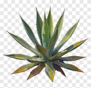 Agave Plant With Sharp Leaves PNG
