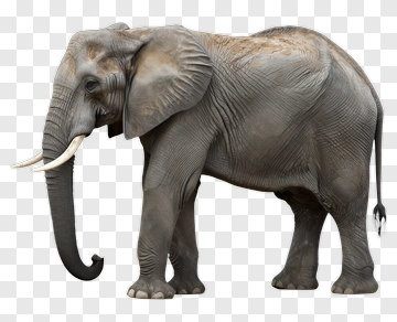 Realistic Elephant Standing PNG