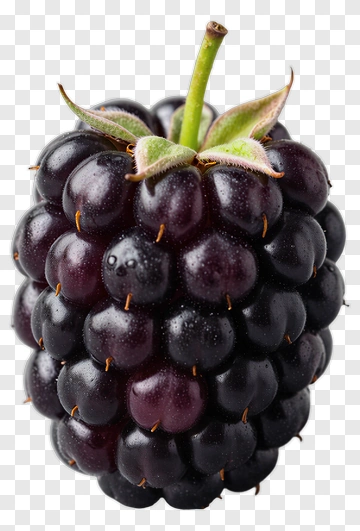 Fresh Blackberry With Green Stem PNG