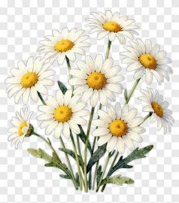 Flower Bouquet Of Daisies PNG