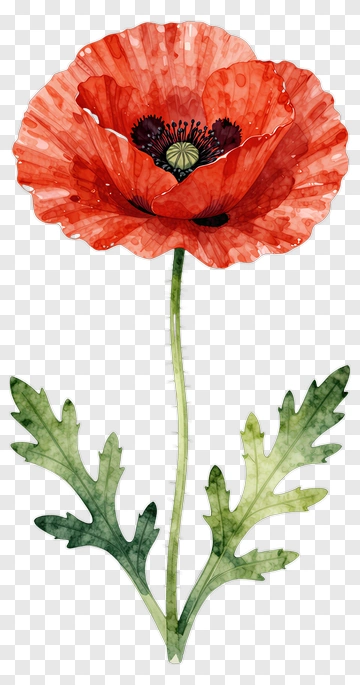 Red Poppy Flower PNG