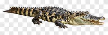 Crocodile On A White Background PNG