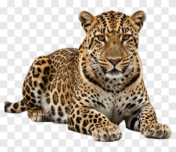 Leopard Lying Down PNG