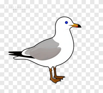 Cartoon Seagull PNG