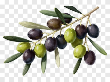 Olive Branch With Green And Black Olives PNG