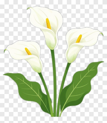 Colorful Calla Lily Bouquet PNG