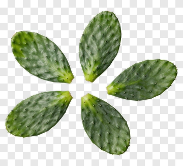 Green Cactus Pads Arrangement PNG