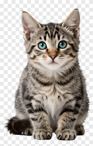 Cute Tabby Kitten With Blue Eyes PNG