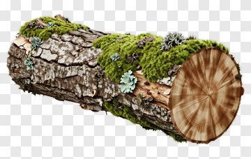 Log Covered With Moss And Lichen PNG