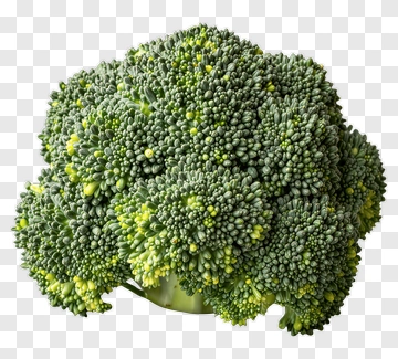 Fresh Broccoli PNG