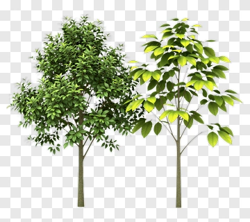Green Trees With Lush Foliage PNG