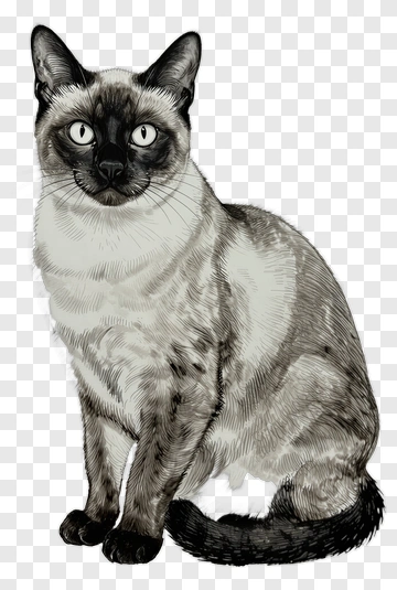 Siamese Cat PNG