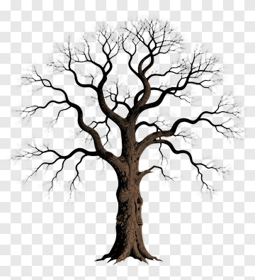 Bare Tree With Twisted Branches PNG