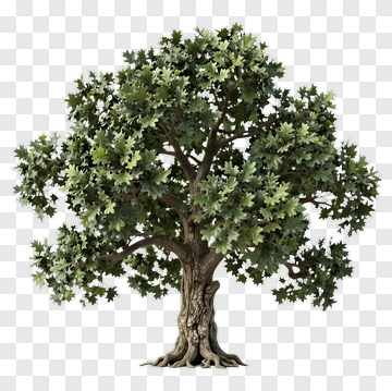 Realistic Tree With Green Leaves PNG