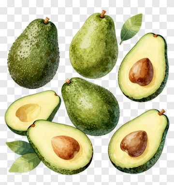 Watercolor Avocado Collection PNG