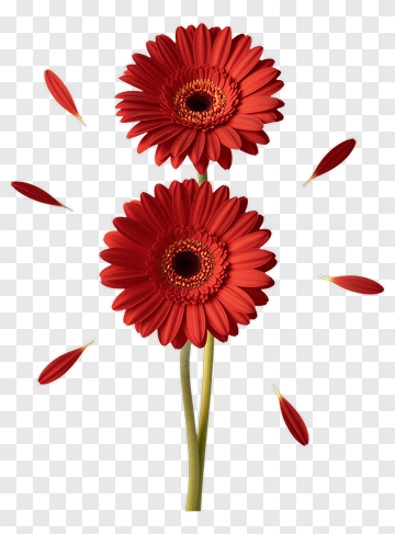 Red Gerbera Daisy Flowers PNG