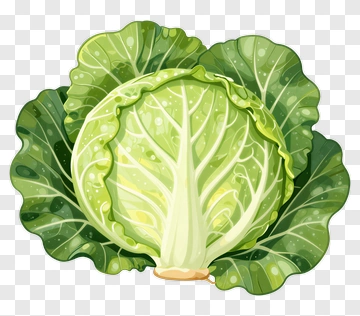 Fresh Green Cabbage PNG
