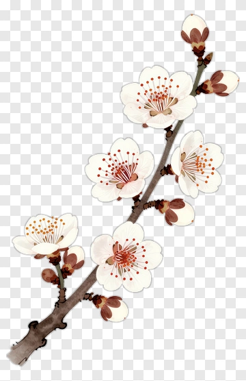 Watercolor Cherry Blossom Branch PNG