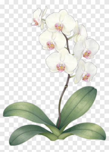 White Orchid Flower With Green Leaves PNG