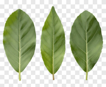 Green Leaves PNG