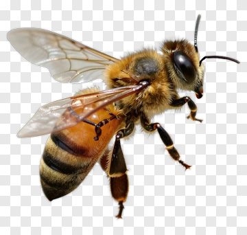 Realistic Honey Bee PNG