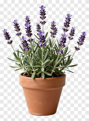 Lavender Plant In Terracotta Pot PNG