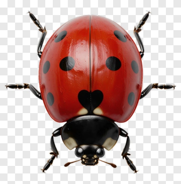Realistic Ladybug With Black Spots PNG