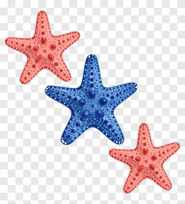 Colorful Starfish Composition PNG