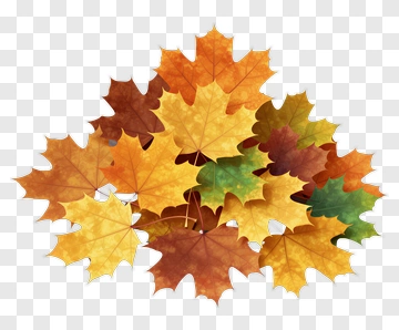 Colorful Autumn Maple Leaves PNG