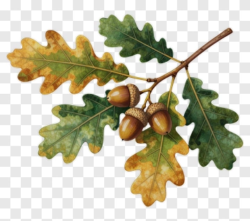 Oak Branch With Acorns PNG
