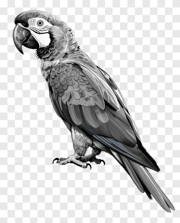 Black And White Parrot Illustration PNG