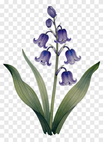 Purple Bluebell Flower PNG