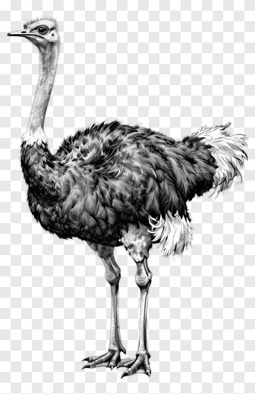 Ostrich Standing In Black And White PNG