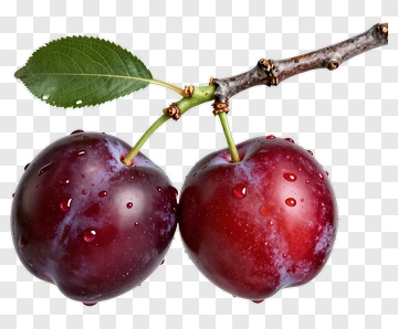 Fresh Plums On A Branch PNG