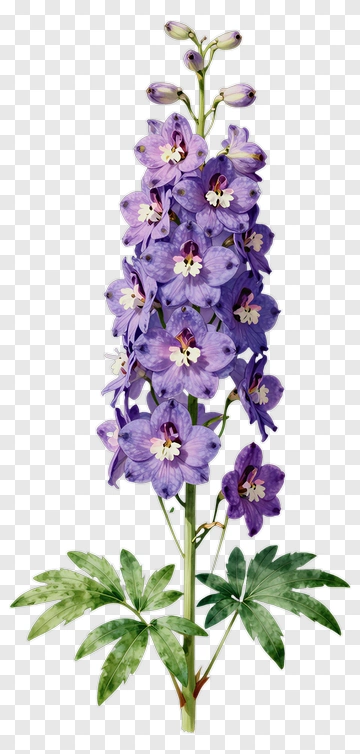 Purple Orchid Flower PNG