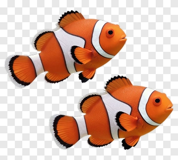 Clownfish Swimming Together PNG