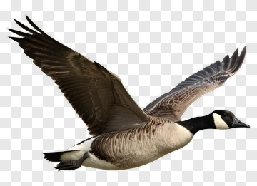 Canada Goose In Flight PNG