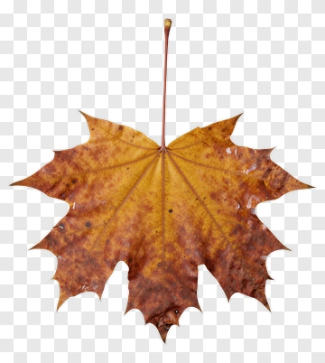 Autumn Maple Leaf PNG