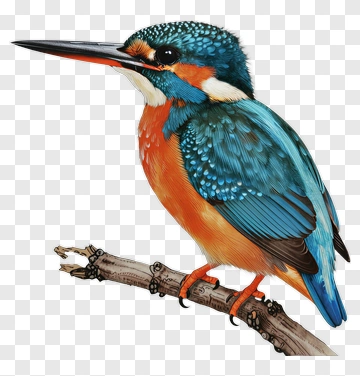 Colorful Kingfisher Perched On A Branch PNG