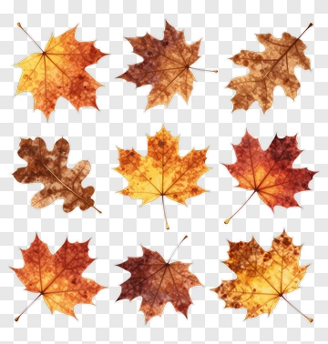 Autumn Leaves Collection PNG