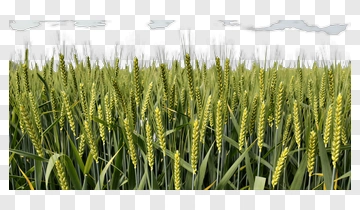 Wheat Field PNG