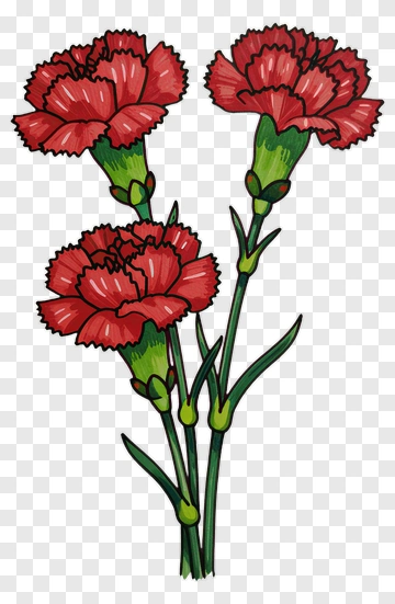 Colorful Carnations PNG